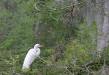 Florida Heron